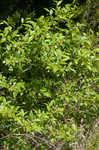 Lanceleaf buckthorn